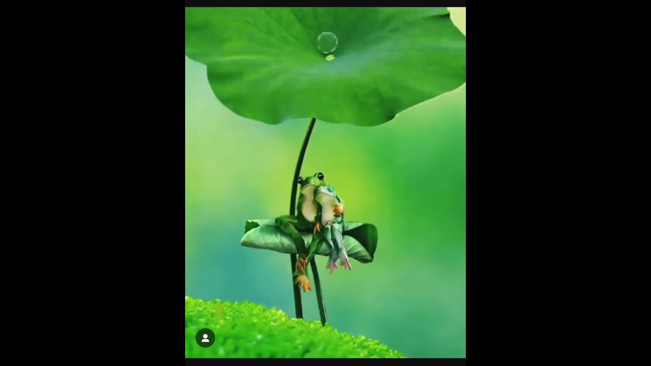 Sleduj #rain frog #shorts #viralvideo #shortsvideo #rainsounds #nature #frog #frogs#natural #naturalbeauty na YouTube Sleduj #rain frog #shorts #viralvideo #shortsvideo #rainsounds #nature #frog #frogs#natural #naturalbeauty na YouTube