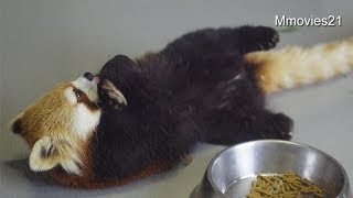 床で仰向けのギン~Red Panda has on her back on the floor