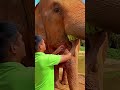 فصفص