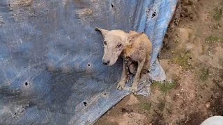 She Has Cried Nearly Everynight Outside Begging To Meet Her Puppies But They Got Sold Already...