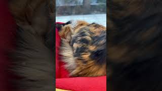 Pileh & Kalik Sleeping Back-to-Back β Cutest Cat Nap Ever π»ποΈ