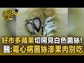 好市多蘋果剖半驚見「整團白色菌絲」！ 醫示警「霉心病」菌絲滲入果肉別吃【直擊現場】