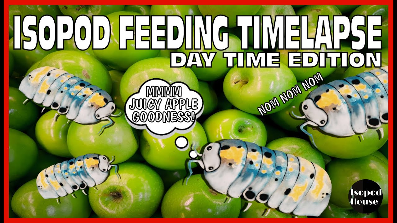 Discover just how much my isopods love juicy apples in Isopod House