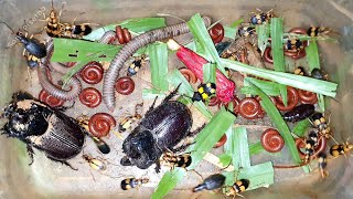 That Cool Night I With Insects, Bug Beetles, Millipedes | Bugs | Beetles | Sann Pisetha