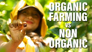 Growing Coffee: Organic Farming Vs. Non Organic