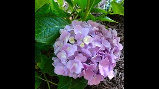 Garden Tour July 2018