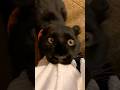 世界でもっともファンが多い豹 #動物のいる暮らし #動物 #animals #豹