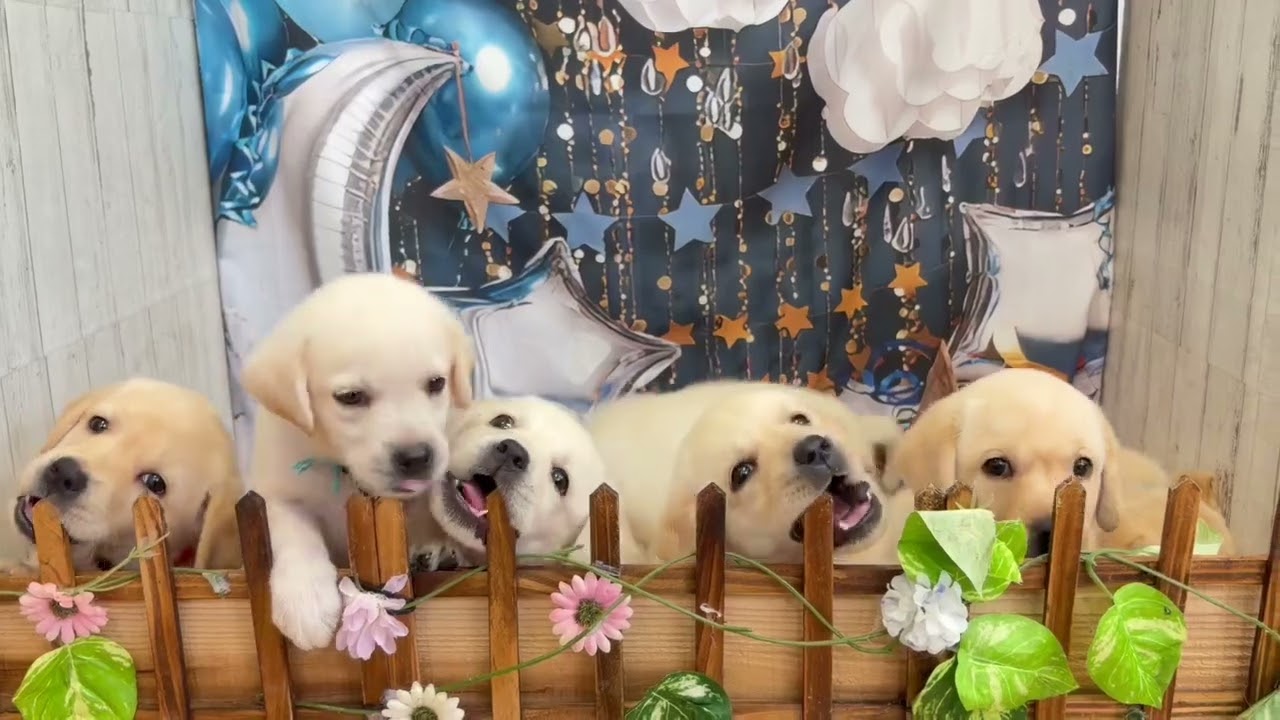 ラブラドール・レトリバーの子犬（オス♂） 石岡店 No.00766458