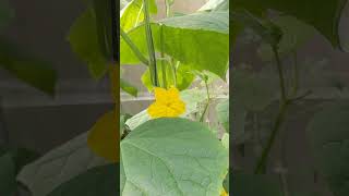 Greenhouse Salad Cucumber #smart #agriculture #vegetablefarming #smartagri #cucumberfarming