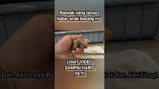 Begini Nasib Burung Yang Dulu Diobati