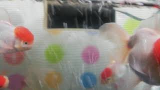 金魚注意( ・ε・)　丹頂は半年で３倍１３cmになる！_金魚の体積は体の長さの二乗に比例する。_でも大きくなると可愛いね。