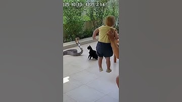 Snake and Cat Fight CCTV Footage #animals #funny #trending
