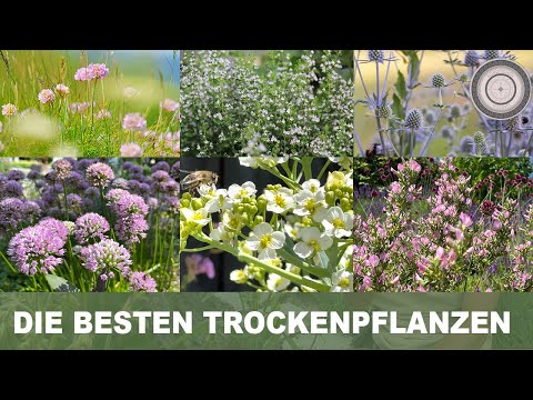 Video: Pfingstrosen-Wasserbedarf – So gießen Sie Pfingstrosen effizient im Garten