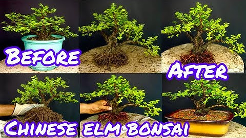 #Creating a Chinese Elm bonsai (part-1)#chinese elm bonsai for beginners #Chinese Elm shohin Bonsai#