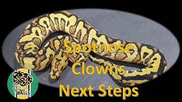 Breeding Ball Pythons; Spotnose Clown Project Update