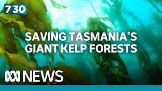 Saving Tasmania's giant kelp forests | 7.30