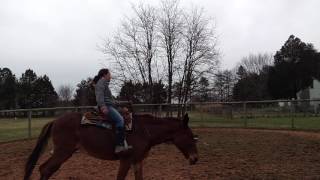 Ruby bridle less