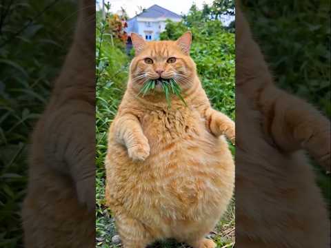 Kucing Lucu Makan Rumput