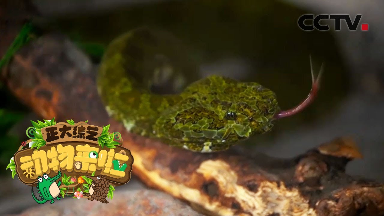 不能打的蛇中 大熊猫 寻找莽山烙铁头蛇神秘踪迹 Cctv 正大综艺 动物来啦 Youtube