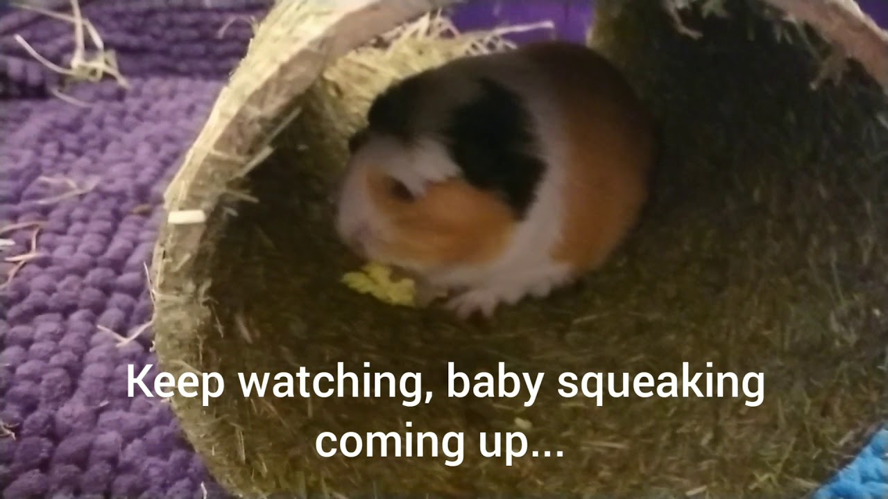 Meet Daisy Our Tiny New Baby Rescue Guinea Pig - Daisy's First Day As Part Of The Guinea Herd ❤️ 🐾