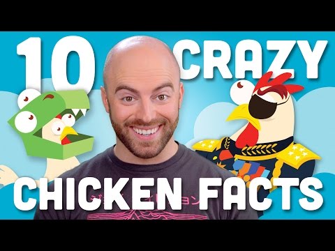 10 INCREDIBLE Facts About Chicken