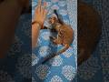 😝🥀#cat #cute #funny #cutecat #catshorts #kitten #animals #pets #kitty #babykittens #kittencuddles