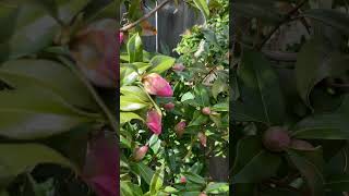 “Taylor's Perfection\