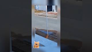 Bocah pecicilan #cat #kucinglucu #shortvideo