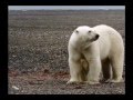 Planeta Terra   Rússia Selvagem   O Ártico