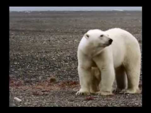 Vídeo: Imersão Cultural: Flagelações Nuas E Mergulhos No Ártico Na Rússia - Rede Matador