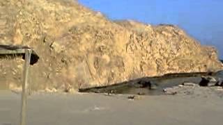 Wild Fox In Ras Mohamed National Park