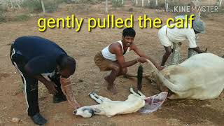 How veterinary doctor assisted in cow delivery/ cow birth difficulties/grade2 dystocia
