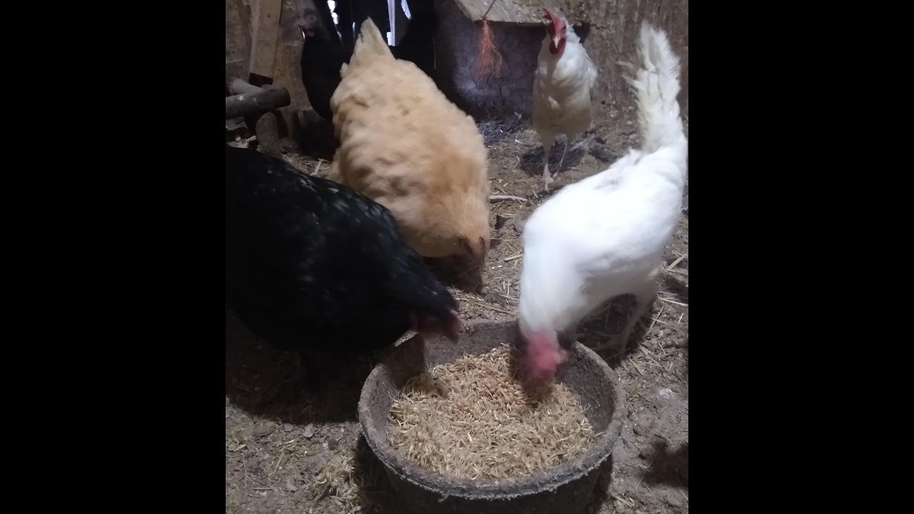 How to Sprout Grains For Chickens YouTube
