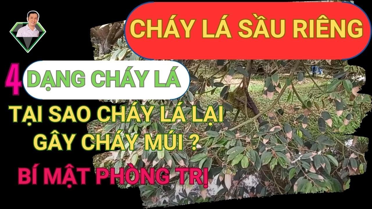 4 Dạng Cháy Lá Sầu Riêng. Tại Sao Gây Cháy Múi ? Bí Mật Sầu Riêng Cháy Lá | Lương Hồng Sơn