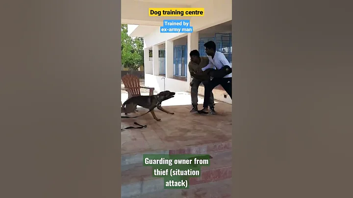Belgian dog saving owner from thief(no one is harmed) #dogtraining #belgian #dogsintamilnadu #shorts - DayDayNews