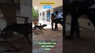 Belgian dog saving owner from thief(no one is harmed) #dogtraining #belgian #dogsintamilnadu #shorts screenshot 4