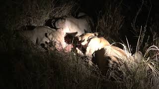 Female Lions Eating an Impala At Night In Botswana