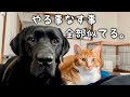 ラブラドールレトリバーに育てられた猫はこうなります【総集編】