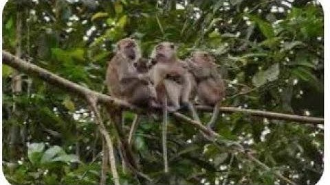 head shot monkey, petualang berburu monyet