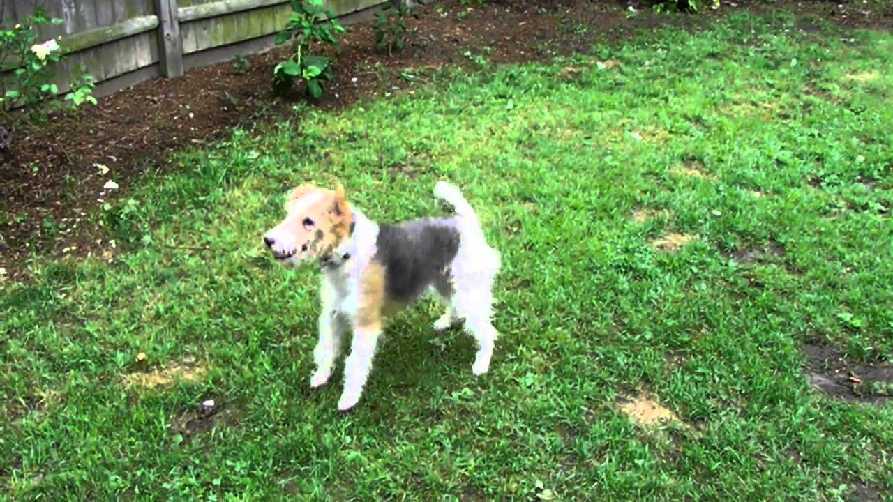 Rumplepimple plays with the hose