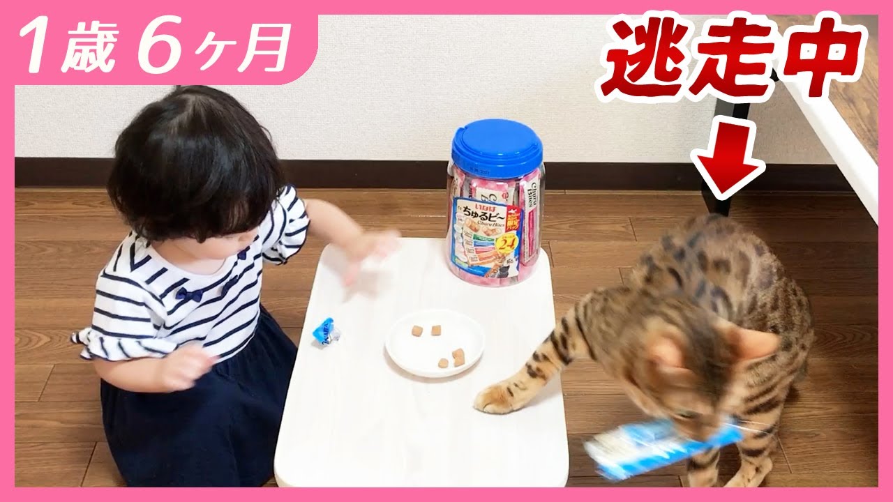 #1歳6ヶ月　泥棒猫と餌やり娘【しずくりっぷ】