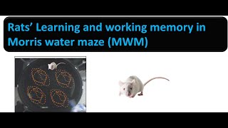 Rats’ Learning and working memory in Morris water maze (MWM)