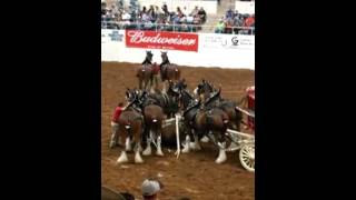 Budweiser Clydesdale Horses accident