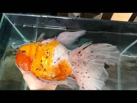 Video Cá Vàng Oranda size khủng - youtube