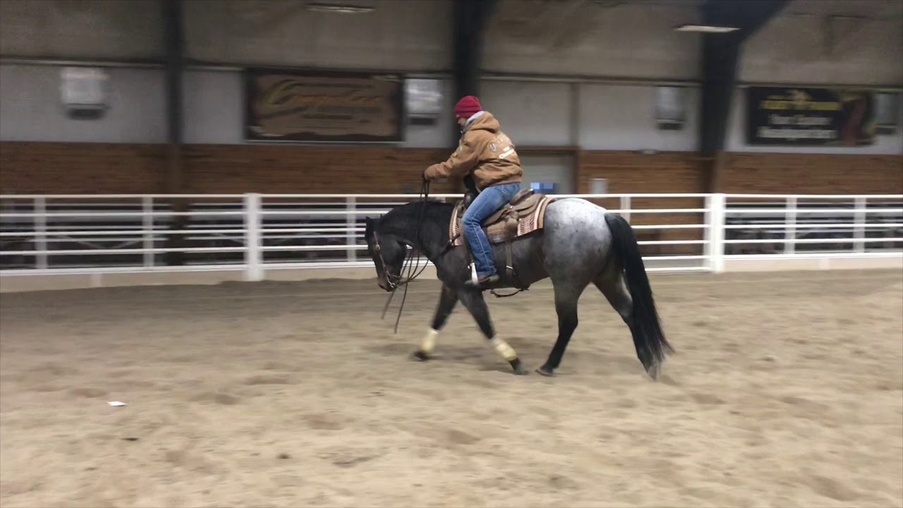 DJ Joe De Boon Lot45 Five Star Horse Sale YouTube