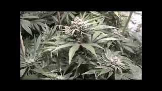 "No Till" with KGB: Ep 12