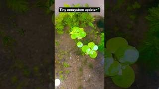 Amazon frogbit spreading fast in my planted tub 🌿Found mysterious eggs.What do you think will hatch?