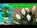 Peace Lily How To Grow, Care And Propagate : Best Air Purifying Eazy Indoor Plant : Complet Guide
