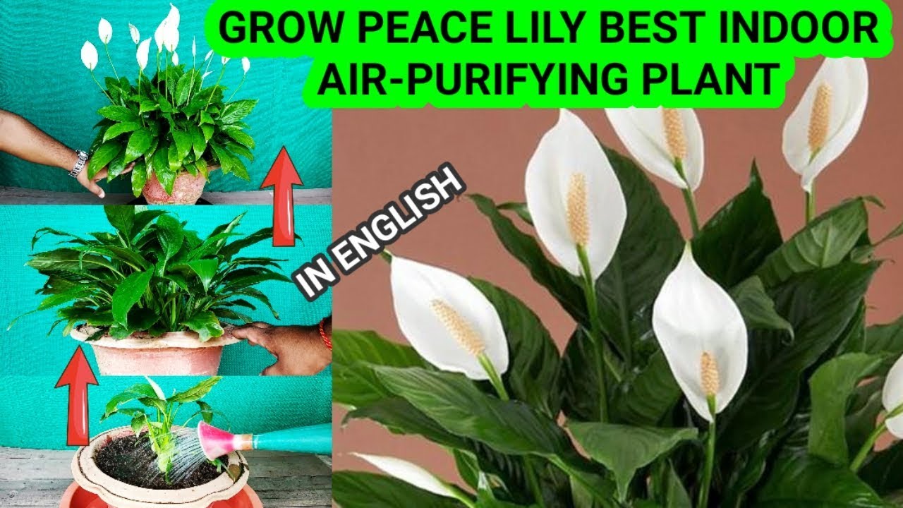 Peace Lily How To Grow, Care And Propagate Best Air Purifying Eazy