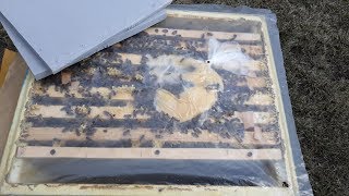БЫСТРОЕ РАСШИРЕНИЕ ПАСЕКИ  отводки на 1,2 и 3 рамки пчелы состояние после зимовки на улице